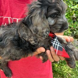 Hiram - Merle male Cockapoo puppy in Adrian, Oregon from ApplebyFarm