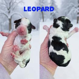 Leopard - Black and white male Bernedoodle puppy in Banner Elk, North Carolina from Walnut Tree Bernedoodles