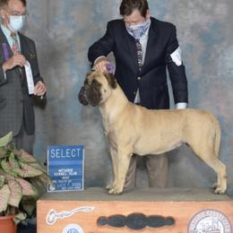 Vivian - Bullmastiff