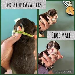 Green - Chocolate male Cavalier King Charles Spaniel puppy in Greenleaf, Wisconsin from Ledgetop Family Cavaliers