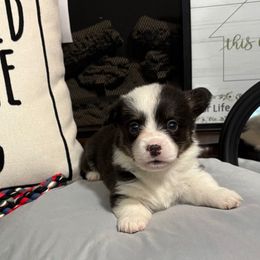 Buddy - Black and white male American Corgi puppy in Paradise, Texas from Bar S Corgis