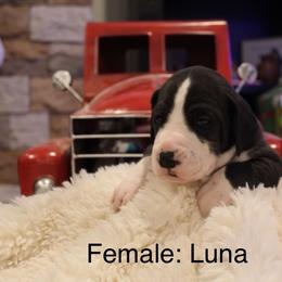 Luna - Mantle female Great Dane puppy in Albuquerque, New Mexico from Legacy Danes