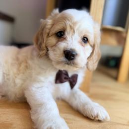Gomez - with training - Buff and white male Cockapoo puppy in Boonville, North Carolina from Doods & Dolls