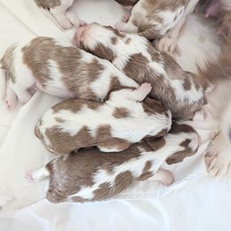 Donner - Blenheim male Cavalier King Charles Spaniel puppy in Seymour, Missouri from Painted Blessing's AKC Cavaliers LLC