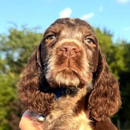 Granite - Liver white and roan male English Springer Spaniel puppy in Bay City, Wisconsin from Springer Hills Farm
