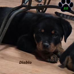Diablo - Black and mahogany male Rottweiler puppy in Tangent, Oregon from Raya's Royals
