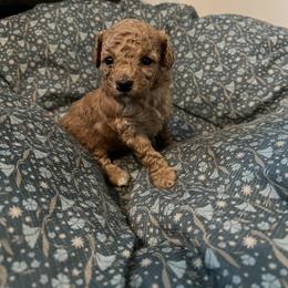 Poodle Puppies from Polina Walker's Poodles