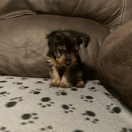 Yorkshire Terrier Puppies from Suttons Yorkies