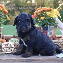 Truman - Phantom male Bernedoodle puppy in Heyworth, Illinois from Cobble Creek Puppies
