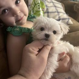 Maltese Puppies from Regal Maltese