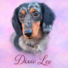 Dixie Lee - Dachshund