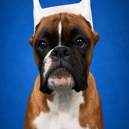 Maverick - Fawn male Boxer puppy in Ponce De Leon, Florida from Archangel Boxers