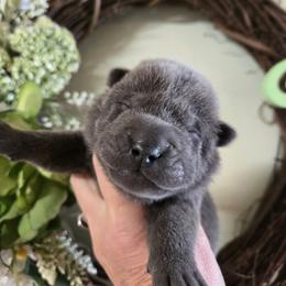 Liberty - Blue dilute female Chinese Shar-Pei puppy in Four Oaks, North Carolina from DCSHARPEI