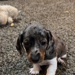 Dachshund Puppies from 307 doxies