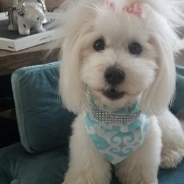 Coton de Tulear Puppies from Classy Cotons