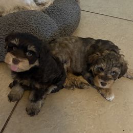 Miniature Schnauzer Puppies from Tamed by Emmy (Emariella’s Miniature Schnauzers)