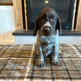 Boy 1 - Brown and gray male Wirehaired Pointing Griffon puppy in Shelley, Idaho from Western Gundogs