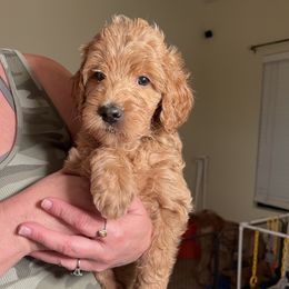 Double Doodle, Goldendoodle, Labradoodle, and Poodle Puppies from Amore Doodles & Poodles