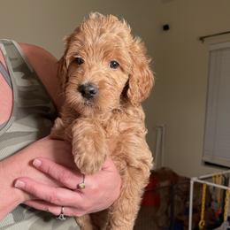 Double Doodle, Goldendoodle, Labradoodle, and Poodle Puppies from Amore Doodles & Poodles