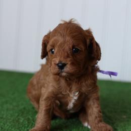 Daisy - Red female Cavapoo puppy in Springtown, Texas from North Texas Puppies