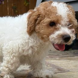 Opal - White female Poodle puppy in Kingwood, Texas from Cedar Falls Toy Poodles