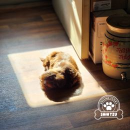 Shih Tzu Puppies from Rollins Farms Shih Tzus