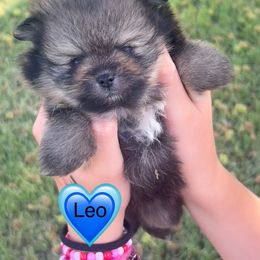 Pomeranian Puppies from Very Happy Ranch