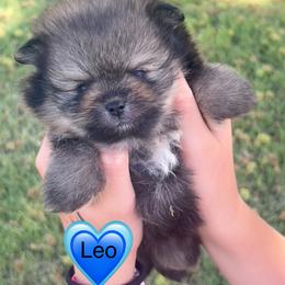 Pomeranian Puppies from Very Happy Ranch
