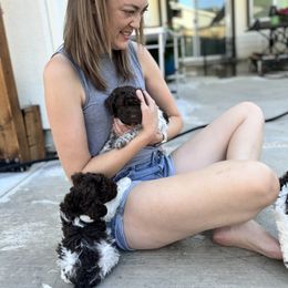 Lagotto Romagnolo Puppies from Anna’s Lagottos