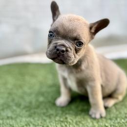 Boy 1 - Blue fawn male French Bulldog puppy in Walnut, California from Flores Frenchies