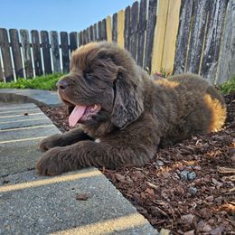 Gemini - Brown male Newfoundland puppy in Ohio from Vermillion Newfoundlands