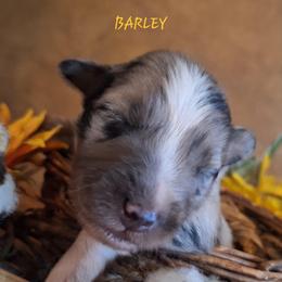 BARLEY - Blue merle male Australian Shepherd puppy in Salem, Arkansas from Patchwork Kennels