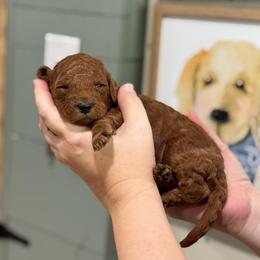 Patsy - Red  female Goldendoodle puppy in Wharton, Texas from Little Fur Friends