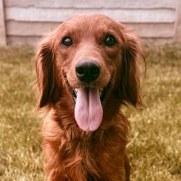 Companion Crosses and Goldendoodles from Abby Chaffee