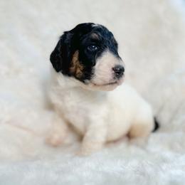 Blue - Tri-color male Bernedoodle puppy in Osage City, Kansas from Golden Ridge Goldens