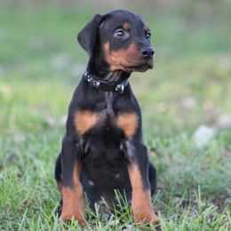 Stan - Black and rust male Doberman Pinscher puppy in Winchester, Ohio from 32 Farms