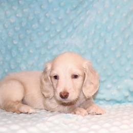 Milo 4500 - Cream male Dachshund puppy in Coldwater, Mississippi from Mississippi Shorties Miniature Dachshunds