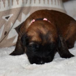 Dreamer - Wheaten female Soft Coated Wheaten Terrier puppy in Kirksville, Missouri from BellSharps Australian Shepherds
