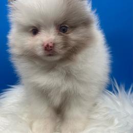 Sassy - Chocolate parti female Pomeranian puppy in Brentwood, California from Royalpawpoms