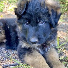 Zuri - Black and red female German Shepherd puppy in Cave Junction, Oregon from Faith Shepherds