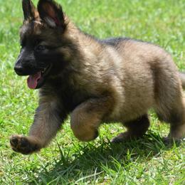 White Collar Female - Sable female German Shepherd puppy in Marianna, Florida from Haus M Godwin