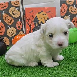 Rosie - White and lemon female Maltese puppy in Aurora, Missouri from KnJ Precious Paws LLC