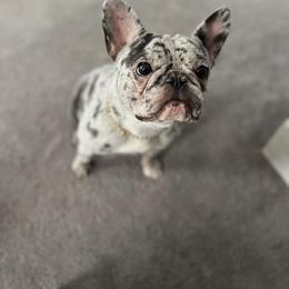 Millie Jean - French Bulldog