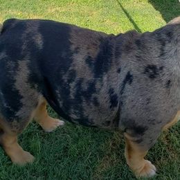 Bulldogs and French Bulldogs from West Coast Frenchie’s and English bulldogs