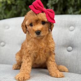 Reba - Red  female Goldendoodle puppy in Queen Creek, Arizona from Goldendoodle AZ