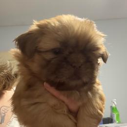 Winnie - Liver female Shih Tzu puppy in Berkeley Springs, West Virginia from Sandridge Shih Tzus
