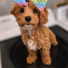 Flower - Apricot female Cavapoo puppy in Truckee, California from Heavenly Goldendoodles