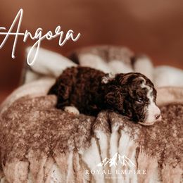 Angora - Brown female Bernedoodle puppy in Grants Pass, Oregon from Royal Empire Bernedoodles
