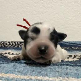 Bullseye - Blue male Australian Cattle Dog puppy in Marana, Arizona from Cactus Heelers Arizona