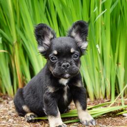 Presley - Black and tan male French Bulldog puppy in Battle Ground, Washington from Ferguson's Bulldogs